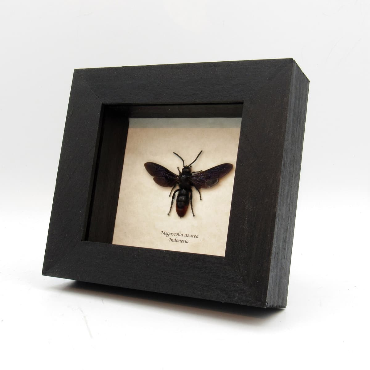 Real Giant Wasp framed taxidermy - Megascolia azurea