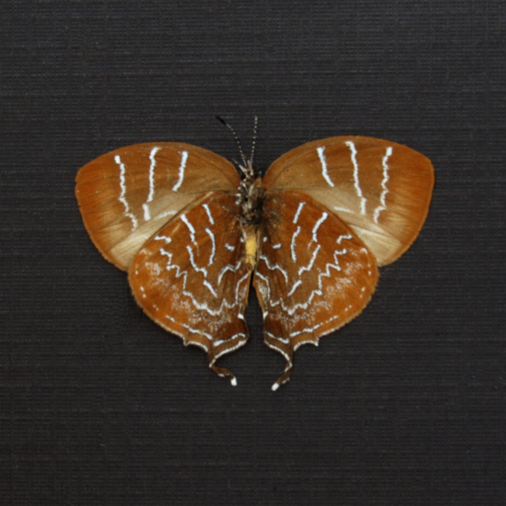 Real Hairstreak butterfly framed taxidermy - Micandra platyptera - female - Victorian mount