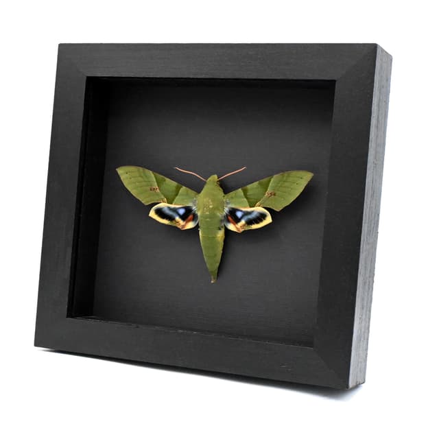 Rare Giant Gaudy Sphinx moth framed taxidermy - Eumorpha labruscae