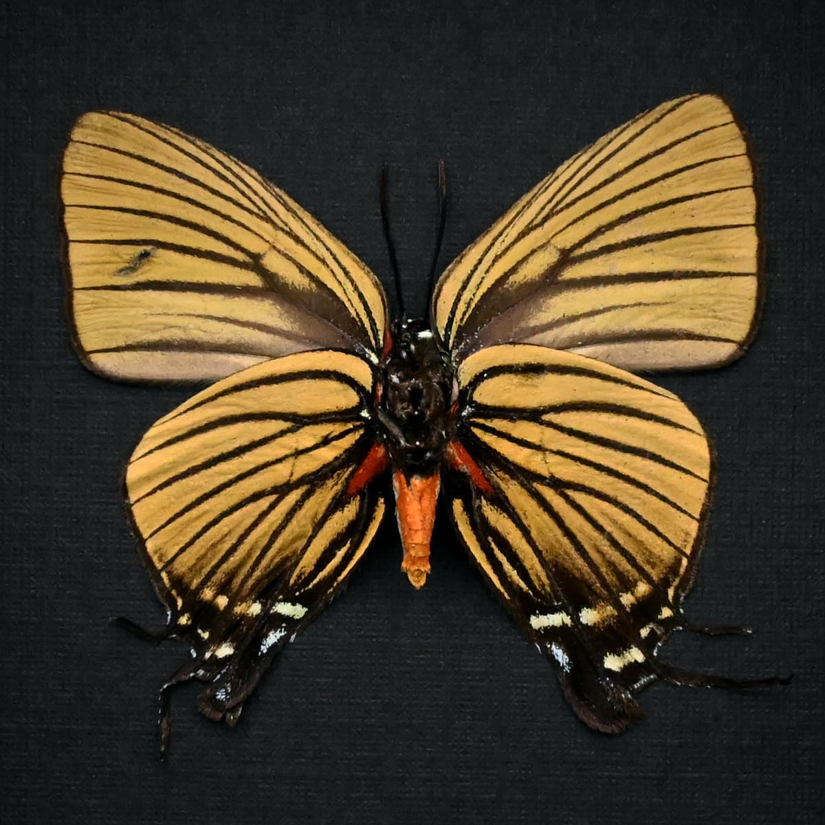 Real rare Hairstreak butterfly framed taxidermy - Atlides polybe
