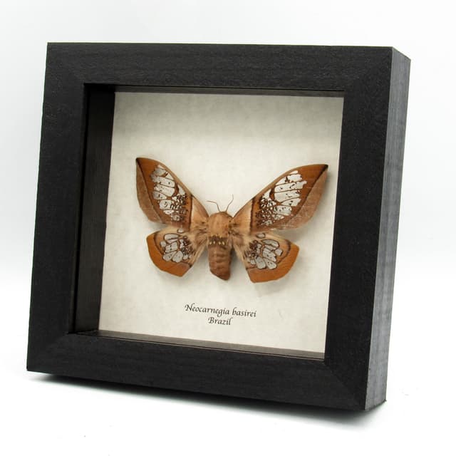 Rare Clear Wing Saturn moth framed taxidermy - Neocarnegia basirei - large female