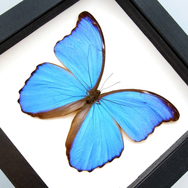 Real XL blue Morpho butterfly framed taxidermy - Morpho didius - 5.85 inch wingspan