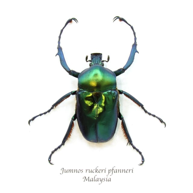 Rare metallic green flower beetle framed taxidermy - Jumnos ruckeri pfanneri