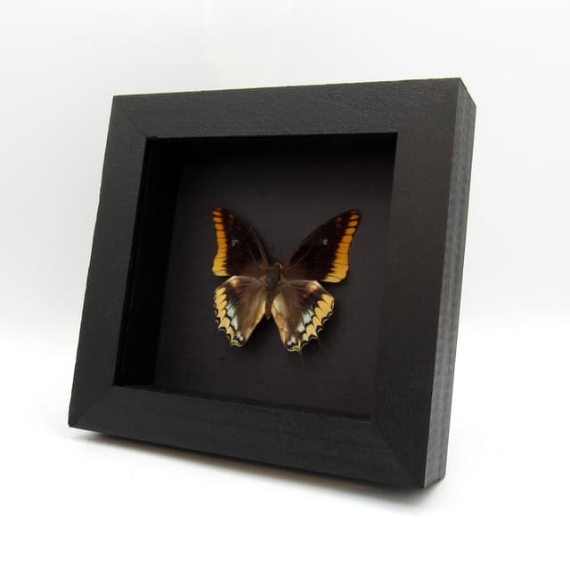 Real Two-tailed Pasha butterfly framed taxidermy - Charaxes epijasius