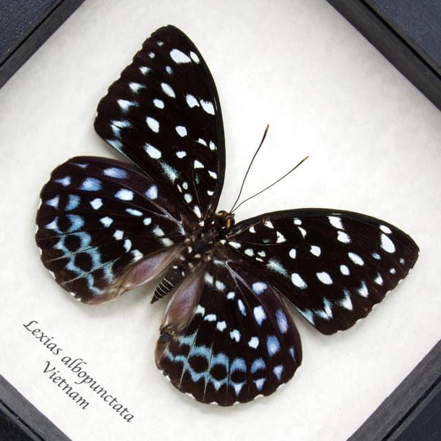 Large real blue butterfly framed taxidermy - Lexias albopunctata