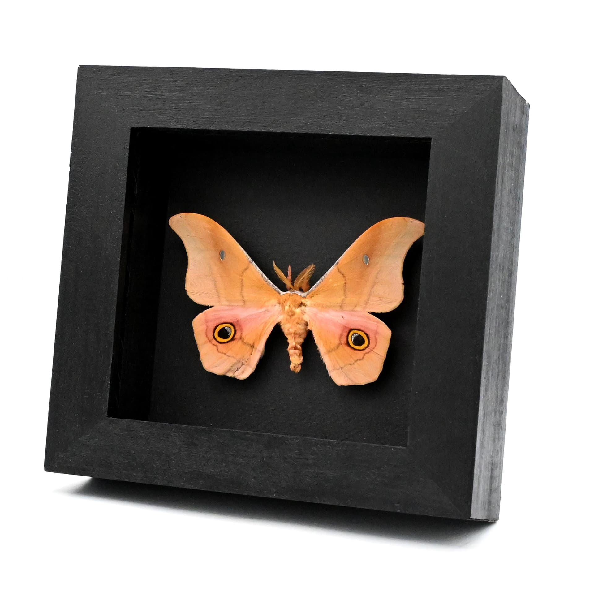 Rare pink Mexican Silk moth framed taxidermy - Copaxa mannana - minor damage