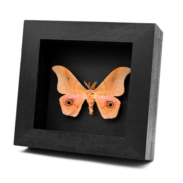 Rare pink Mexican Silk moth framed taxidermy - Copaxa mannana - minor damage