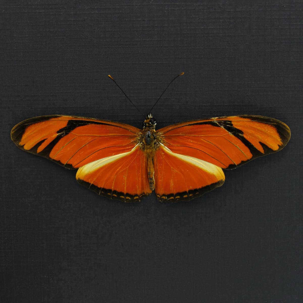 Real orange Julia Longwing butterfly framed taxidermy - Dryas julia - Victorian mount