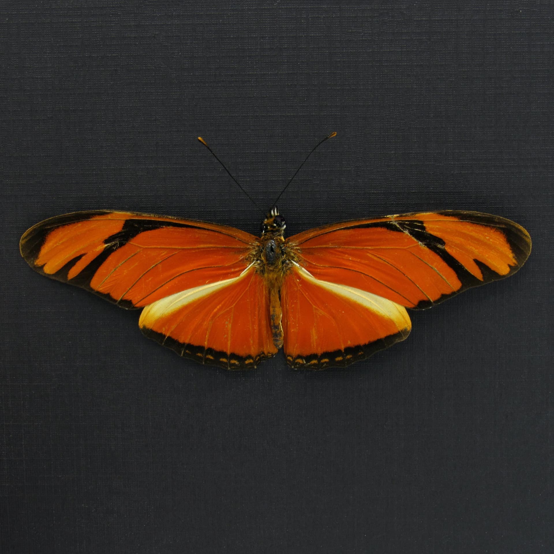 Real orange Julia Longwing butterfly framed taxidermy - Dryas julia - Victorian mount