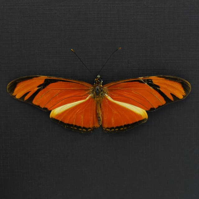 Real orange Julia Longwing butterfly framed taxidermy - Dryas julia - Victorian mount