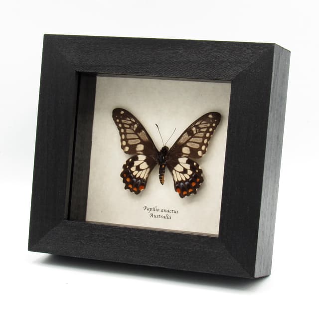 Rare Dainty Swallowtail butterfly framed taxidermy - Papilio anactus