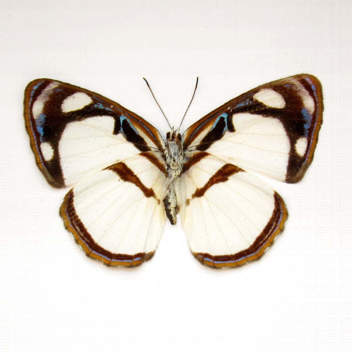 Real white butterfly framed taxidermy - Dynamine athemon