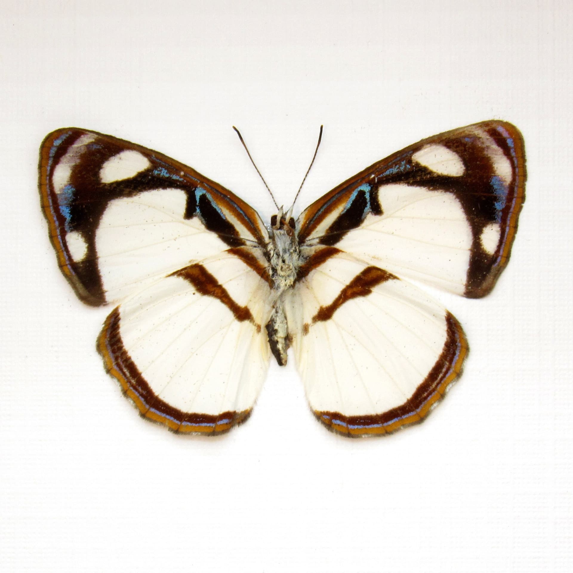 Real white butterfly framed taxidermy - Dynamine athemon