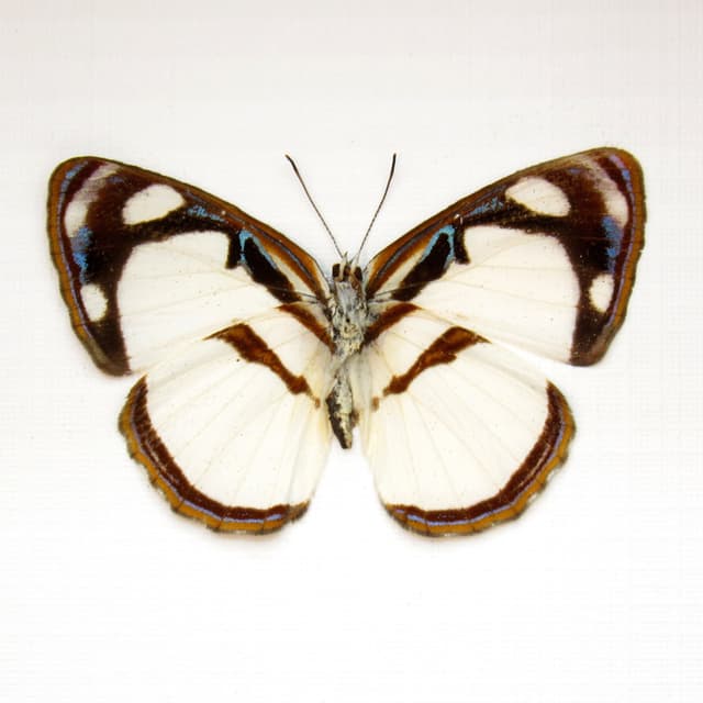 Real white butterfly framed taxidermy - Dynamine athemon