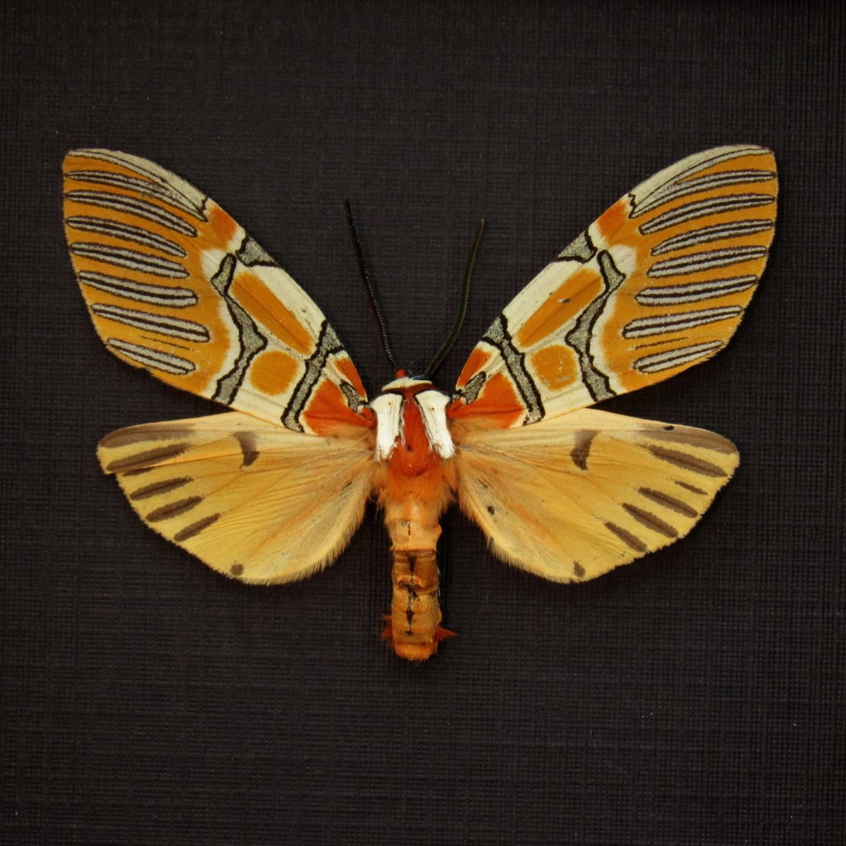 Rare Decorated Beauty moth framed taxidermy - Anaxita decorata