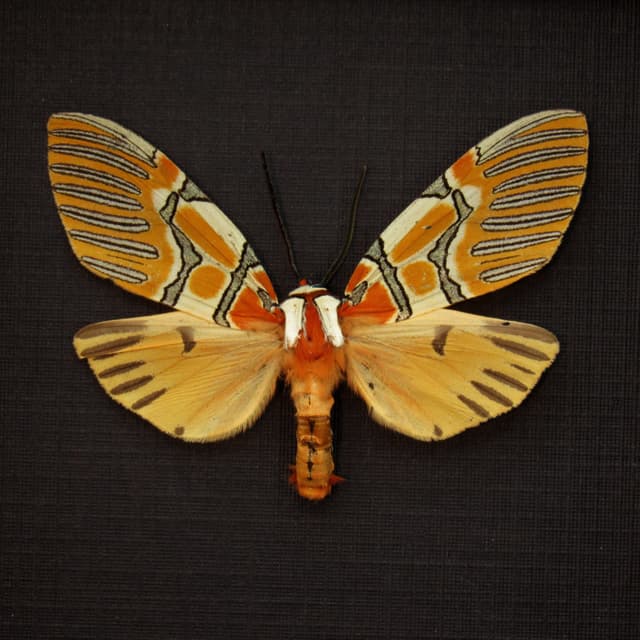 Rare Decorated Beauty moth framed taxidermy - Anaxita decorata