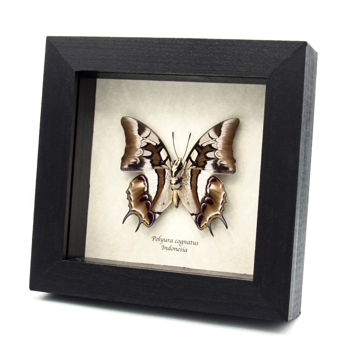 Real tailed butterfly framed taxidermy - Polyura cognatus
