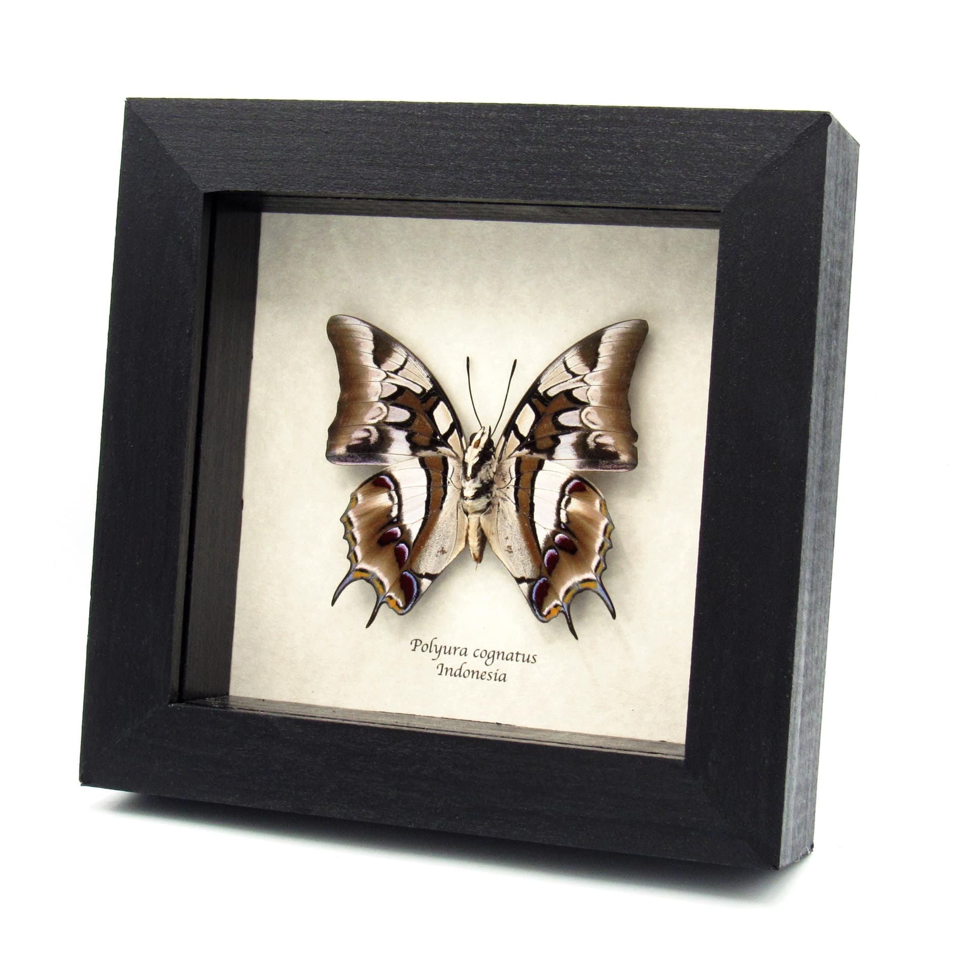 Real tailed butterfly framed taxidermy - Polyura cognatus