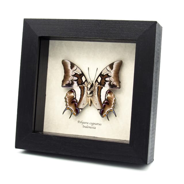 Real tailed butterfly framed taxidermy - Polyura cognatus