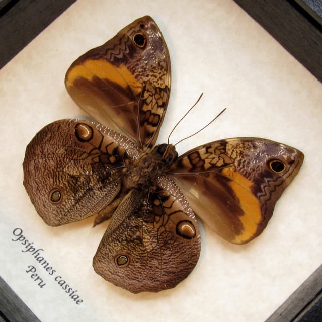 Real Owlet butterfly framed taxidermy - Opsiphanes cassiae