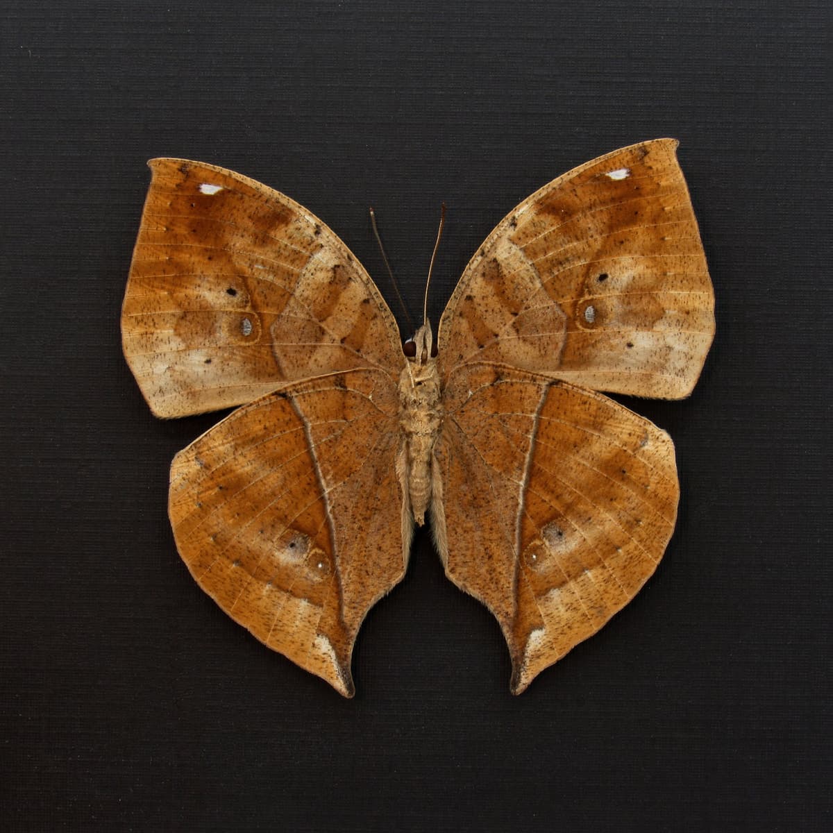 Real Dead Leaf butterfly framed taxidermy - Kallima inachus - large female
