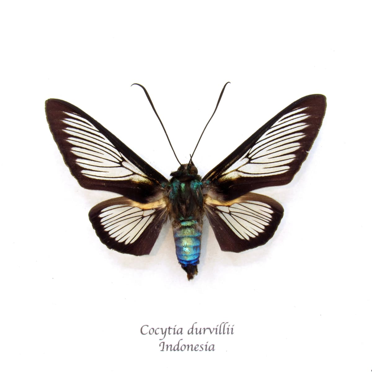 Real clear wing moth framed taxidermy - Cocytia durvillii - female