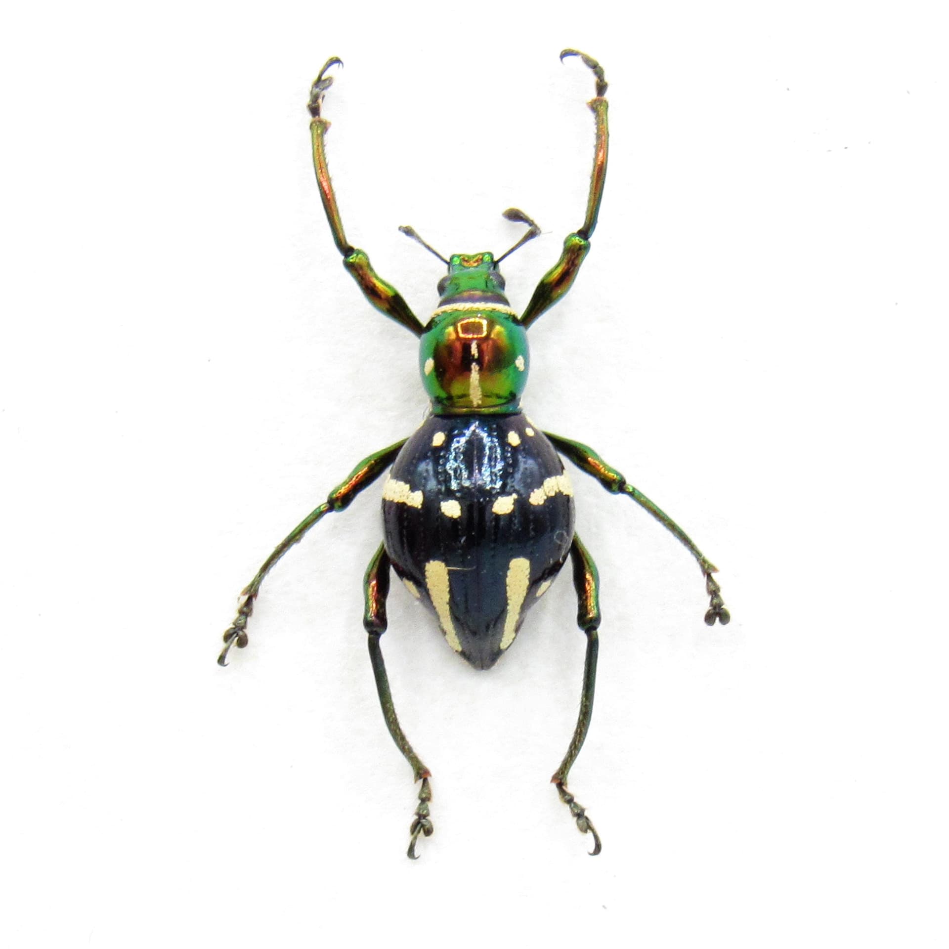 WEEVIL MANIA - Rare beetle framed taxidermy - Pachyrhynchus subanon - female
