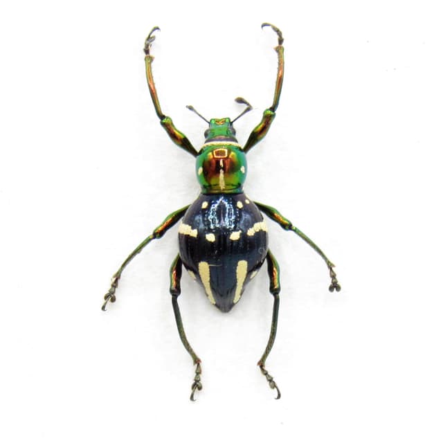 WEEVIL MANIA - Rare beetle framed taxidermy - Pachyrhynchus subanon - female