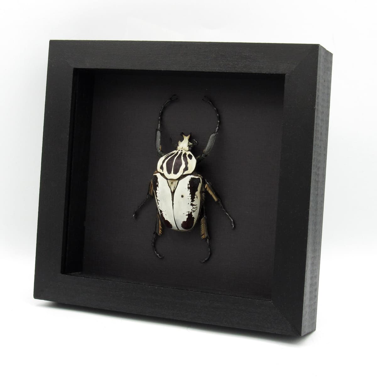 Rare Hybrid Goliath beetle framed specimen - Goliathus regius x Goliathus goliatus - pristine