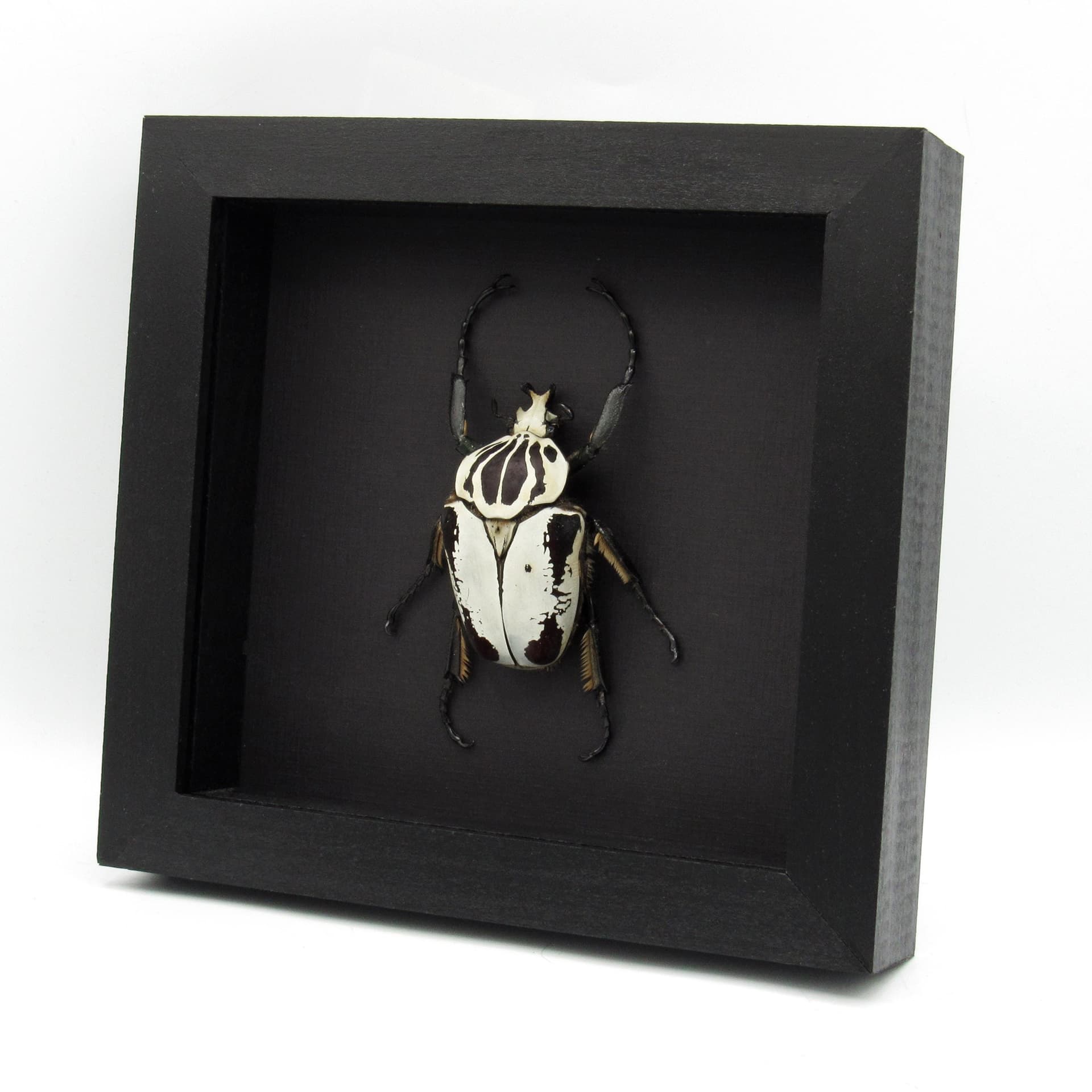 Rare Hybrid Goliath beetle framed specimen - Goliathus regius x Goliathus goliatus - pristine