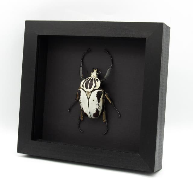 Rare Hybrid Goliath beetle framed specimen - Goliathus regius x Goliathus goliatus - pristine