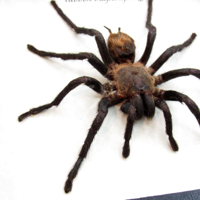 Real Mexican Red Rump Tarantula framed taxidermy - Brachypelma vagans