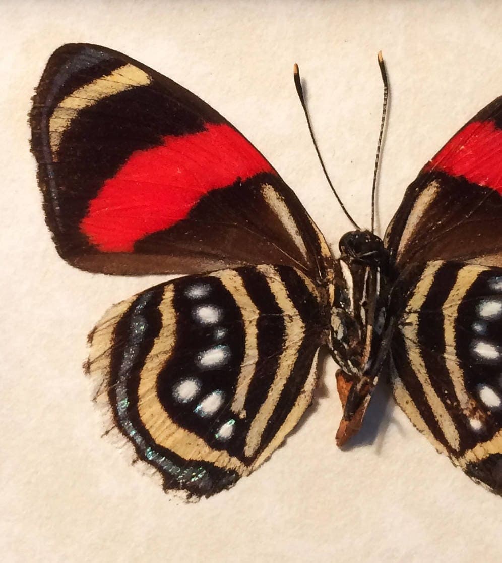 Real framed taxidermy butterfly - Callicore species