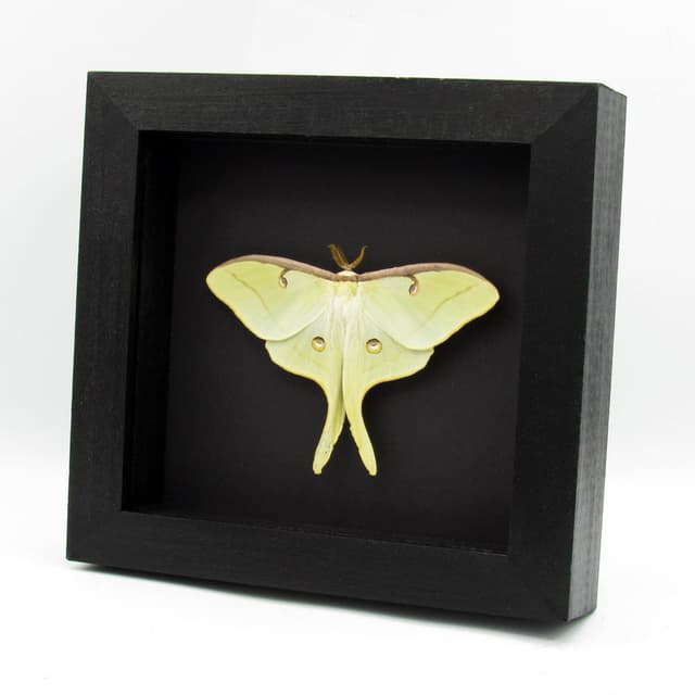 Real large Luna Moon Moth framed taxidermy - Actias luna - Victorian mount