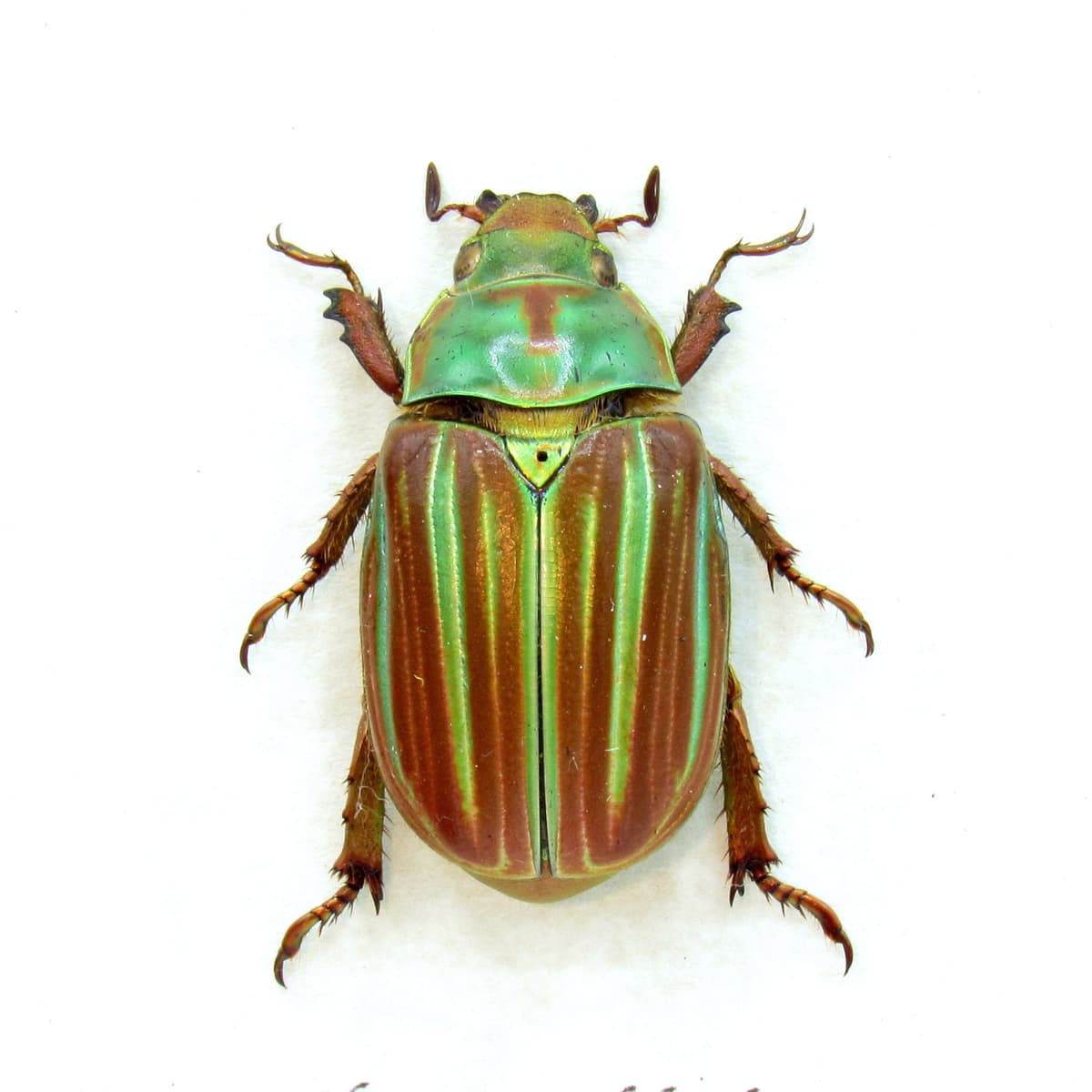 Large red Jewel Scarab beetle framed taxidermy - Chrysina adelaida