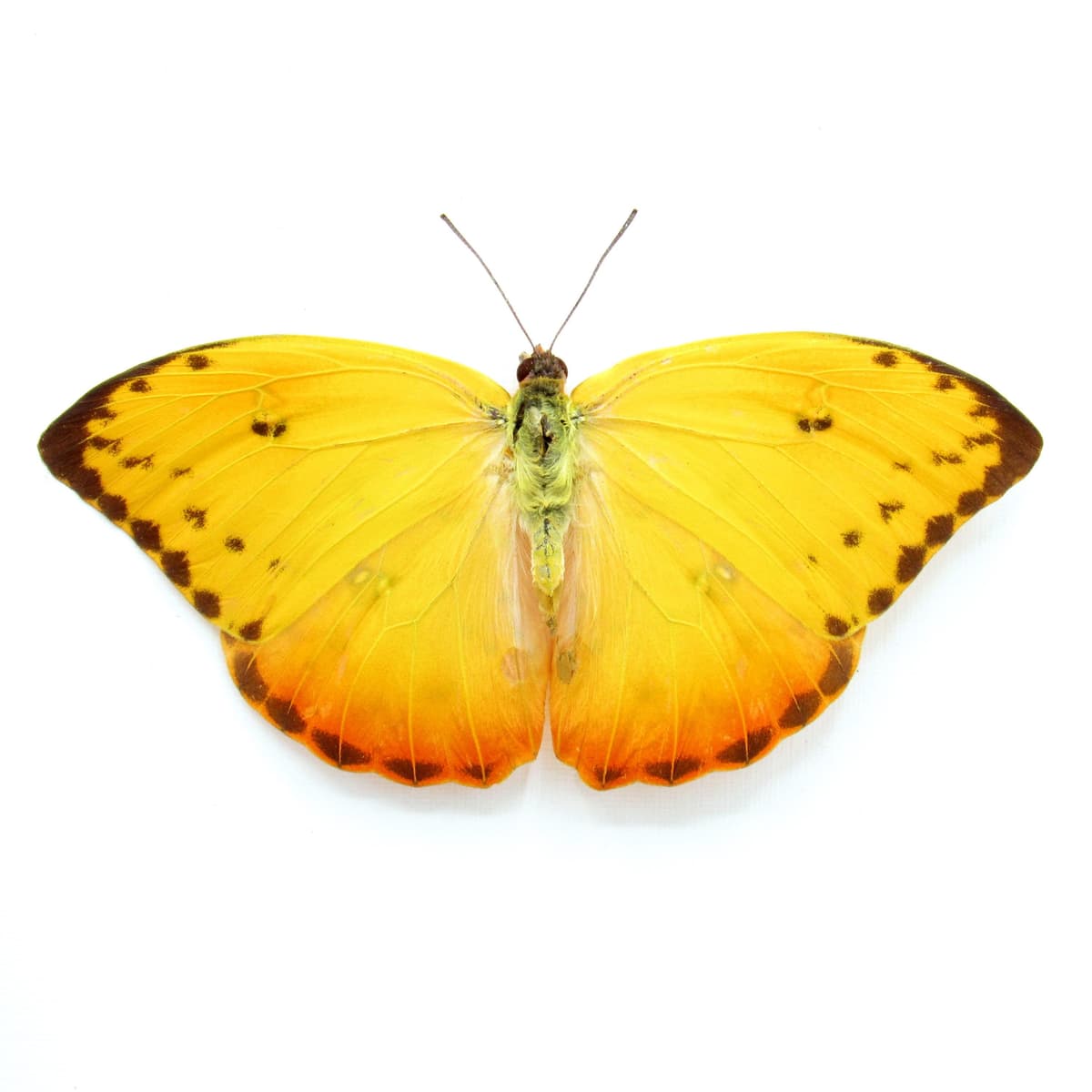 Real yellow Sulphur butterfly framed - Phoebis philea - female - Extra Orange - Victorian mount