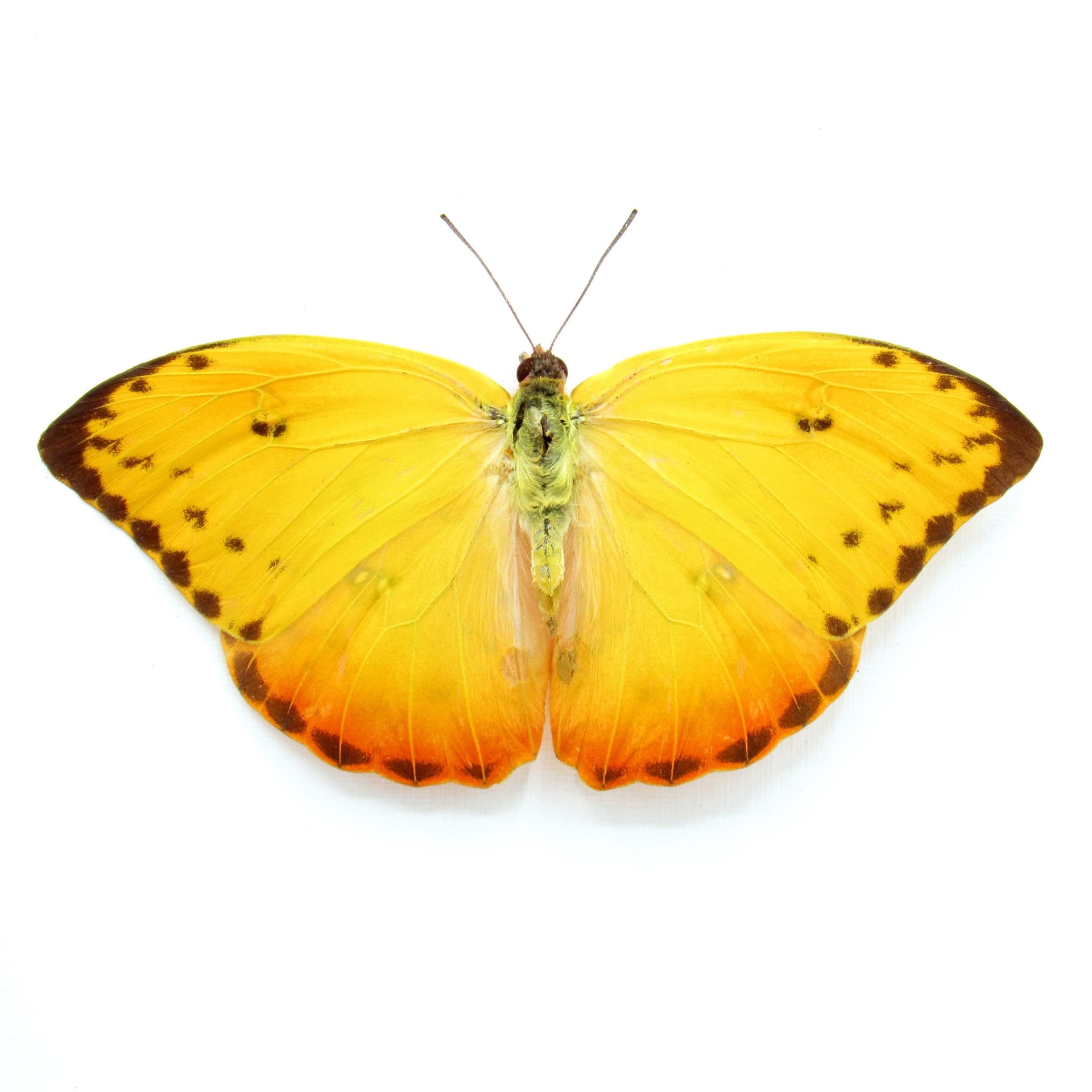Real yellow Sulphur butterfly framed - Phoebis philea - female - Extra Orange - Victorian mount
