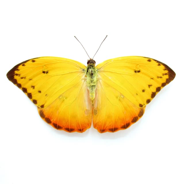 Real yellow Sulphur butterfly framed - Phoebis philea - female - Extra Orange - Victorian mount
