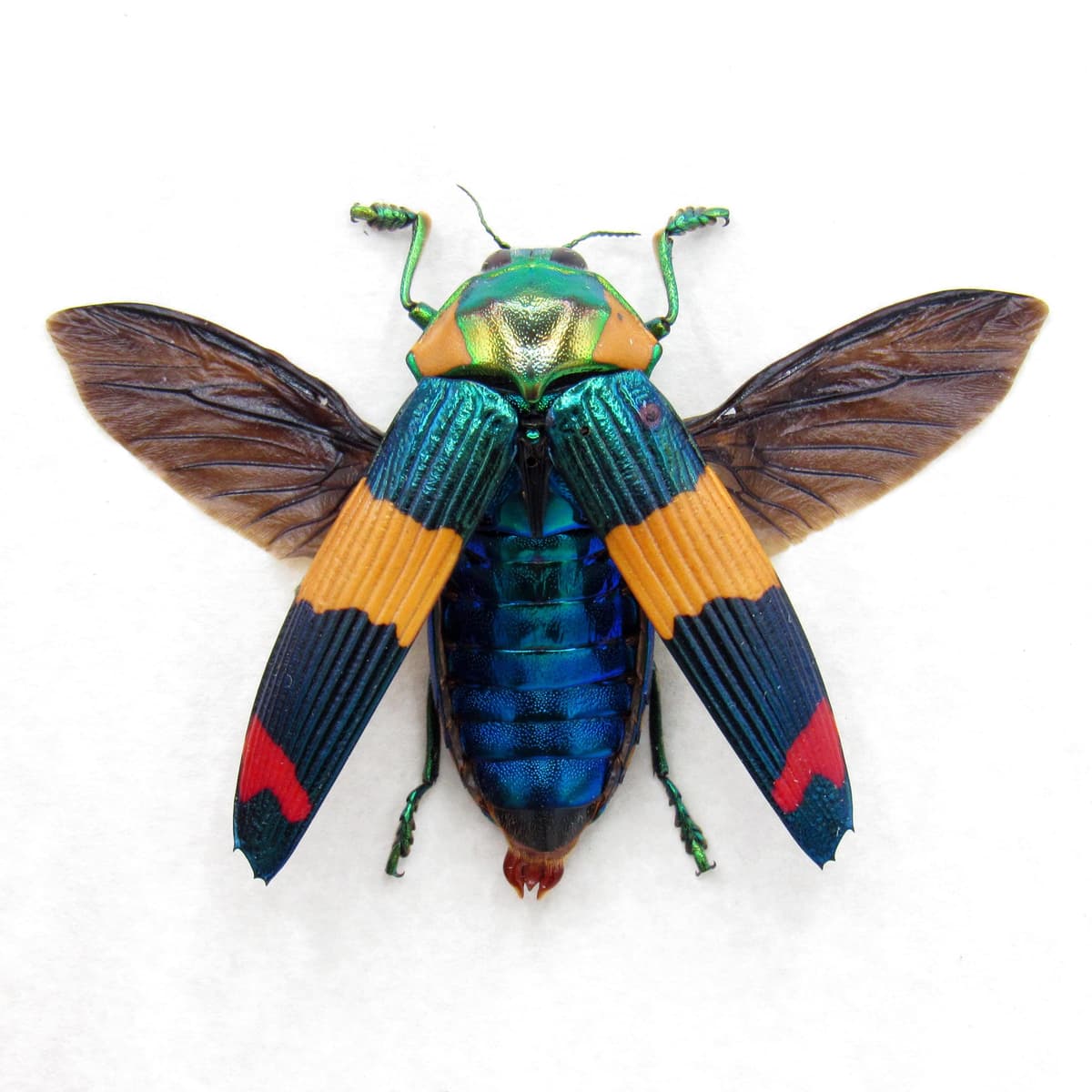 Very rare Jewel beetle framed specimen - Calodema suhandae