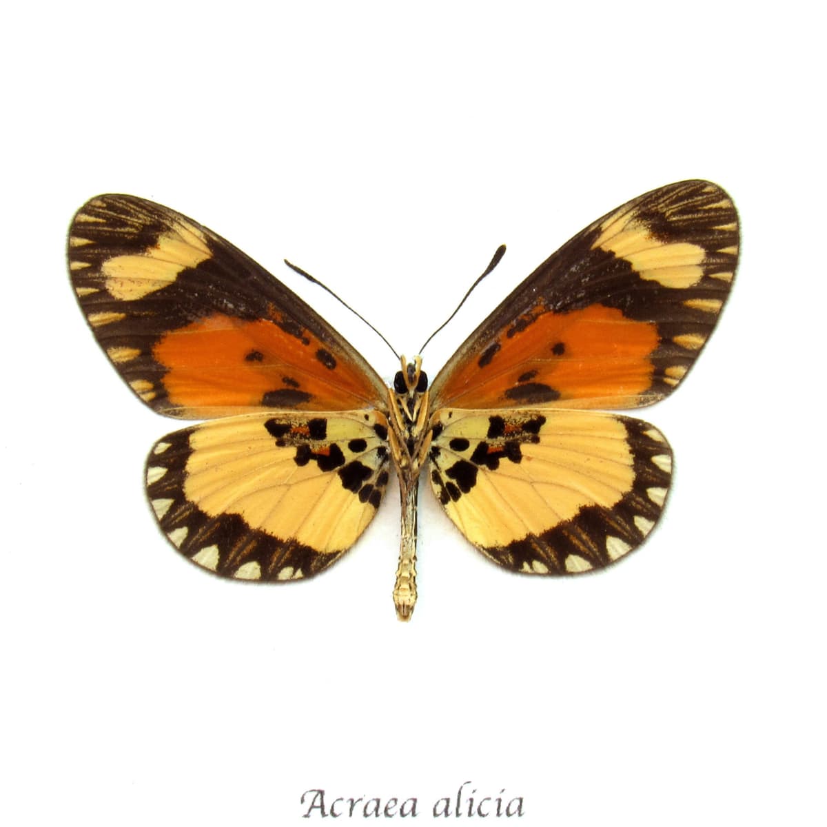 Real African butterfly framed taxidermy - Acraea alicia