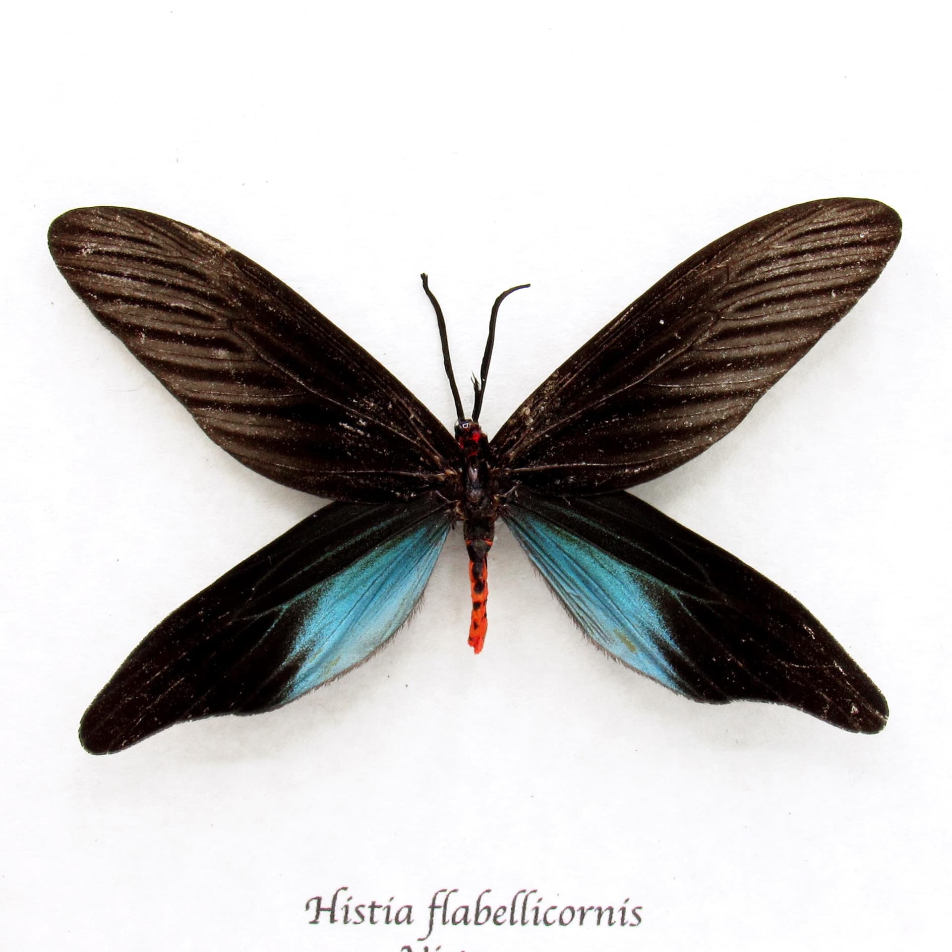 Real Zygaenid moth framed taxidermy - Histia flabellicornis