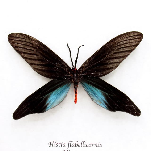 Real Zygaenid moth framed taxidermy - Histia flabellicornis
