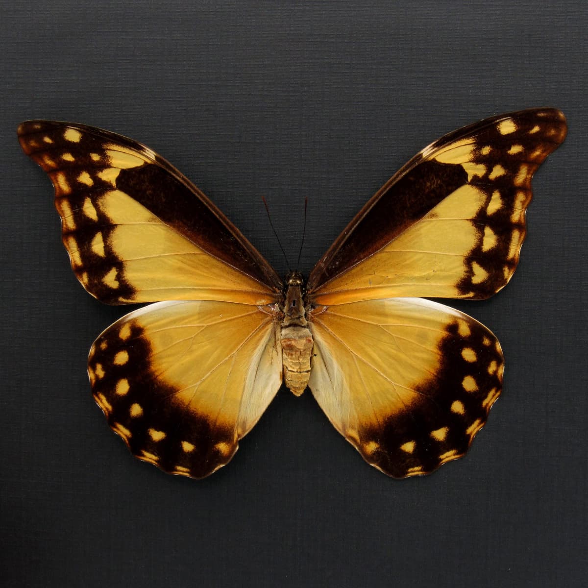 Rare yellow Morpho butterfly framed taxidermy - Morpho rhetenor helena - female