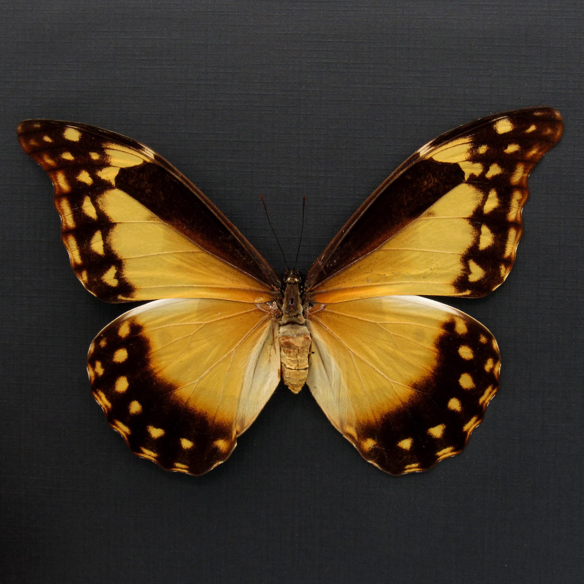 Rare yellow Morpho butterfly framed taxidermy - Morpho rhetenor helena - female