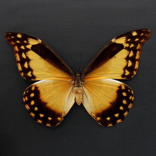 Rare yellow Morpho butterfly framed taxidermy - Morpho rhetenor helena - female