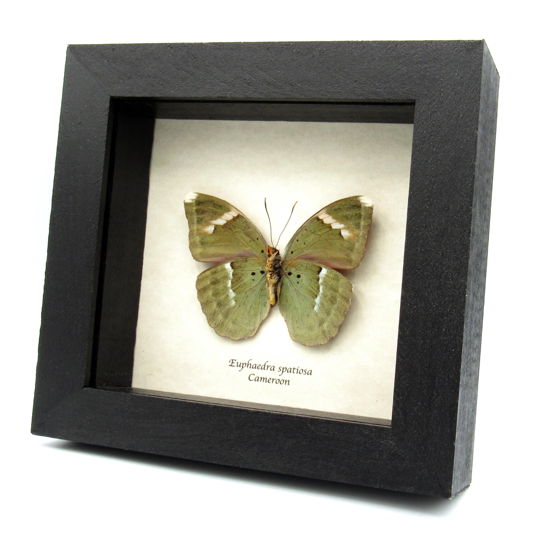 Real iridescent green Forester butterfly framed taxidermy - Euphaedra spatiosa