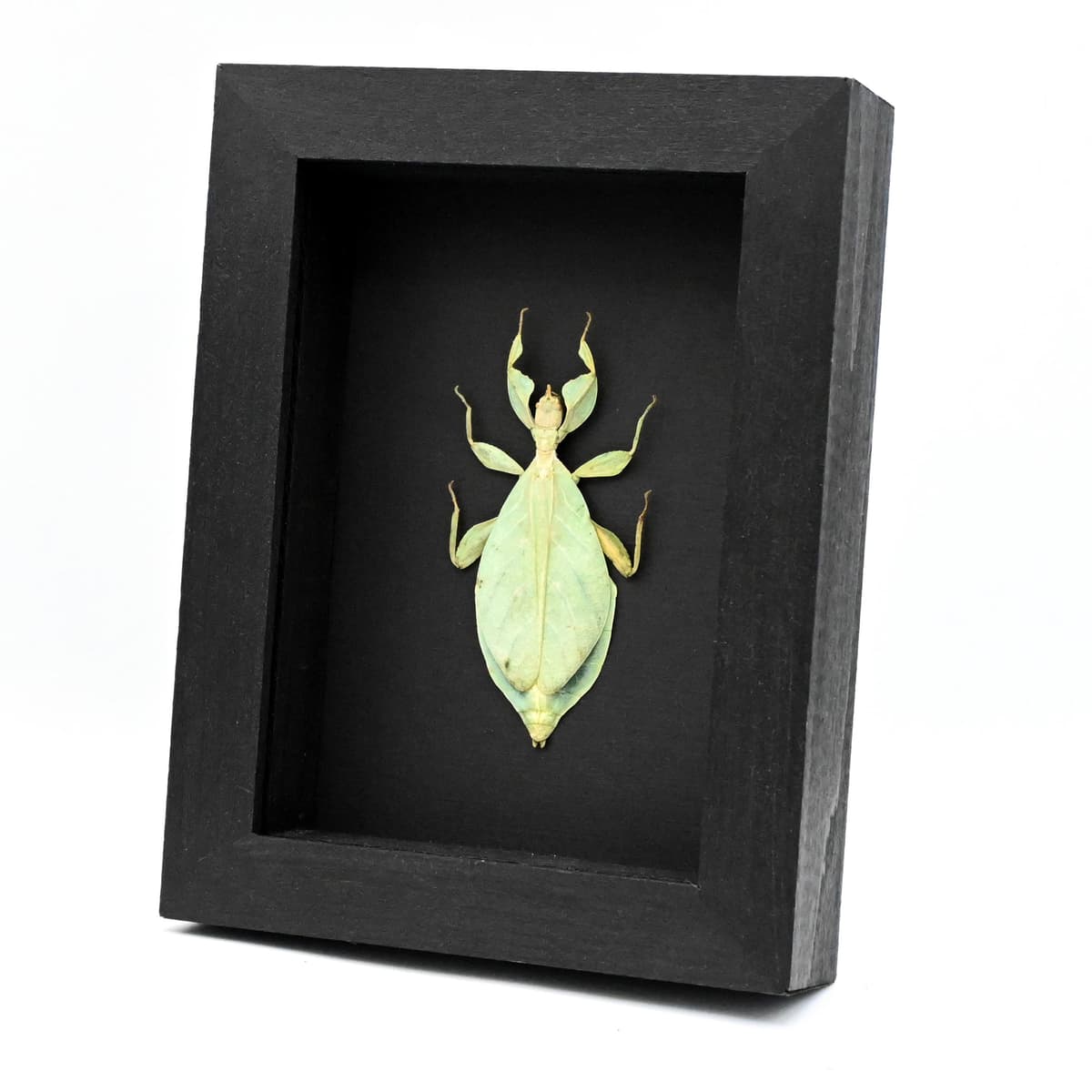 Real Walking Leaf insect framed taxidermy - Phyllium siccifolium