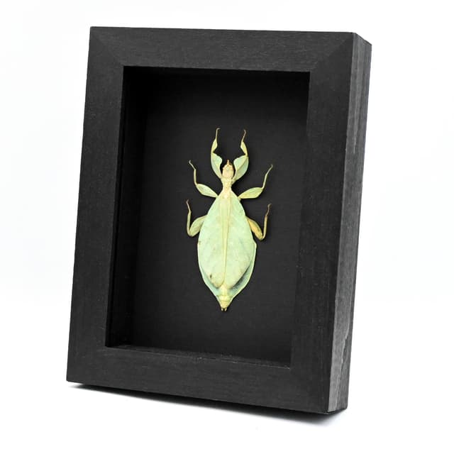 Real Walking Leaf insect framed taxidermy - Phyllium siccifolium
