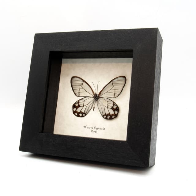 Real Glasswing butterfly framed taxidermy - Haetera hypaesia