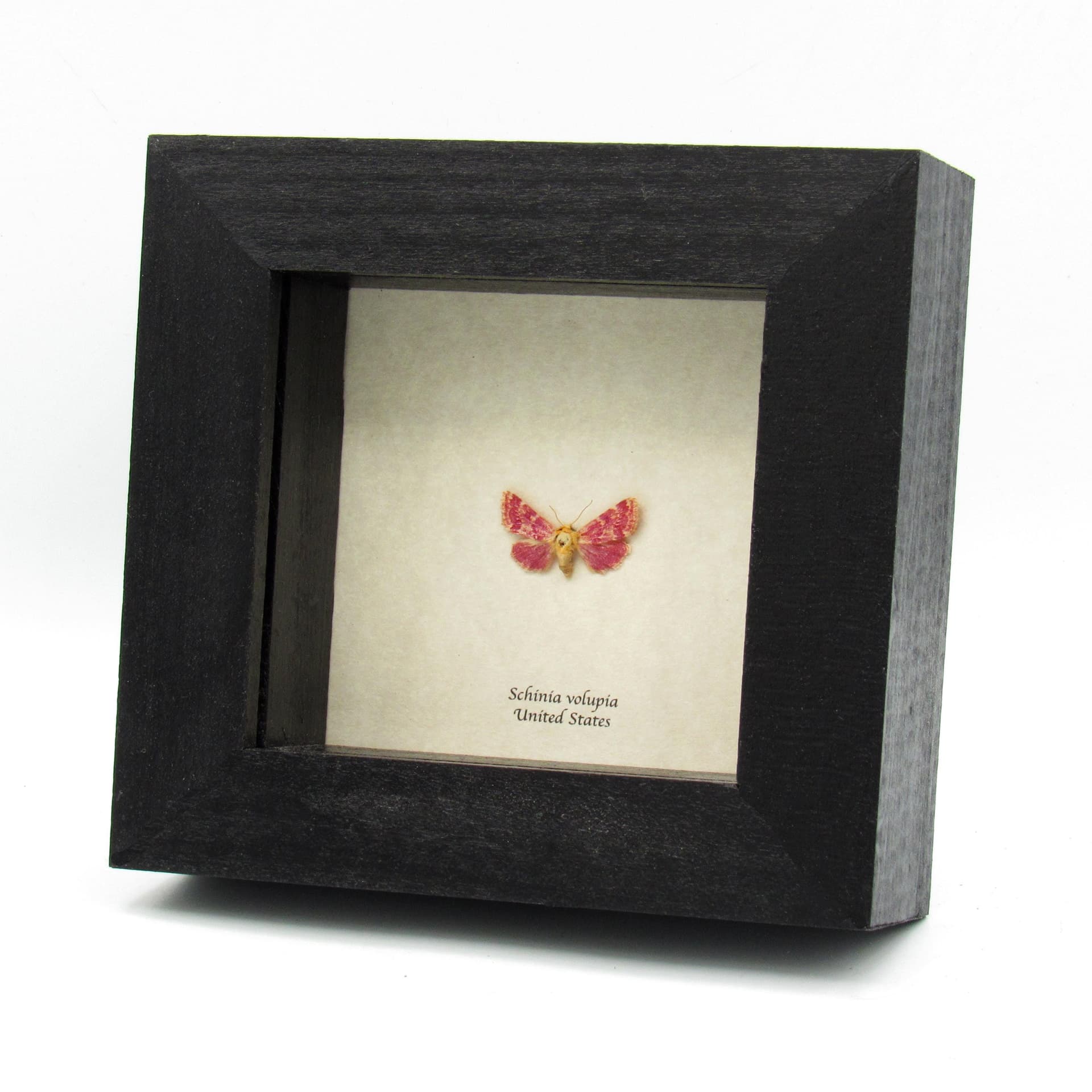 Real tiny magenta Painted Schinia moth - Schinia volupia